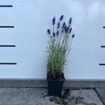 Levanduľa úzkolistá (Lavandula angustifolia) ´HIDCOTE BLUE´ - výška 10-20 cm, kont. P9/P11